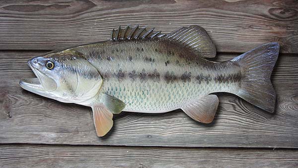 BASS 65cm