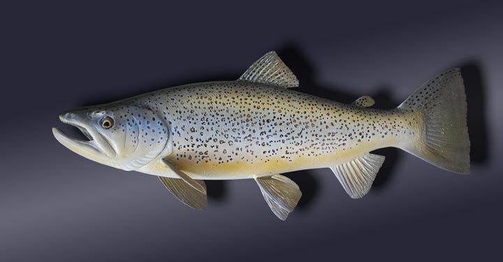 brown trout