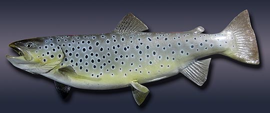 Brown Trout