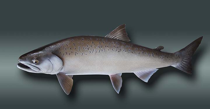 king salmon replica