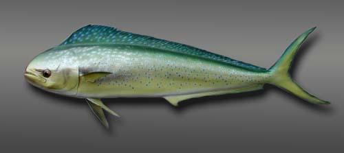 dolfinfish replica