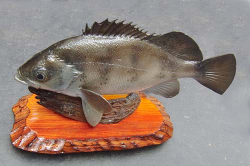 専用　テヅカアートクラフト　中空クワッドバンブーロッド4番8ft 専用 テヅカアートクラフト 中空クワッドバンブーロッド4番8ft