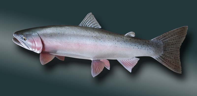 steelhead trout