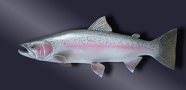 Steel Head Trout