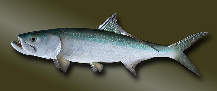 ターポン　tarpon